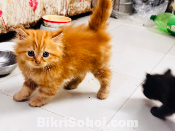 Persian cat